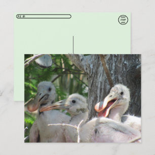 Postüberquerung - Rosate Spoonbill Chicks Postkarte