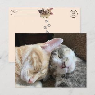 Postüberquerung - Schlafkätzchen Taz und Tito Cat Postkarte
