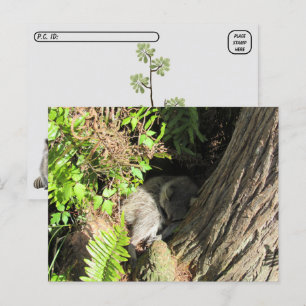 Postüberquerung Schlafracoon Postkarte