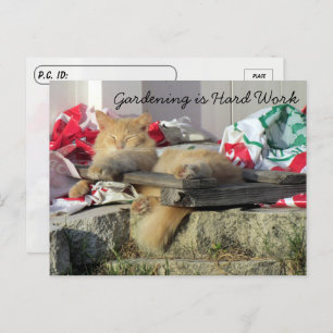 Postüberquerung - Simba, die Postkarte der Katze