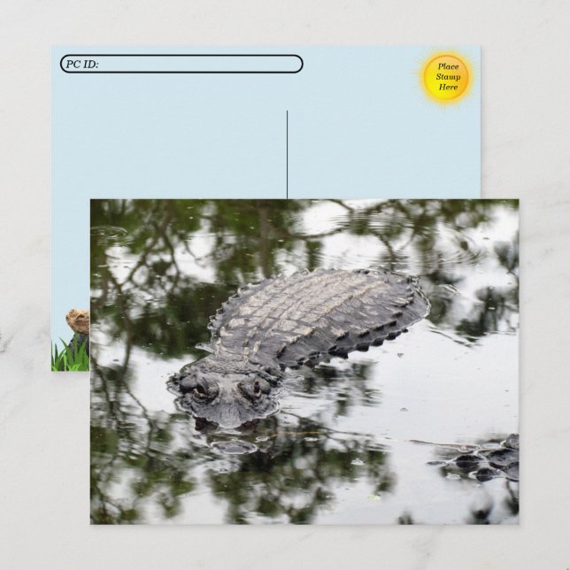 Postüberquerung - Spiegelungen der Gator im Sumpf Postkarte (Vorne/Hinten)