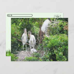 Postüberquerung - Woodstork und Juvenilen Postkarte