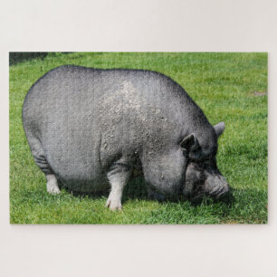 Pot-Bauchschwein auf dem Rasen-Puzzle Puzzle