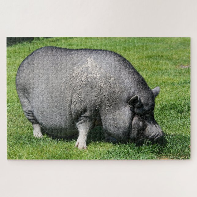 Pot-Bauchschwein auf dem Rasen-Puzzle Puzzle (Horizontal)
