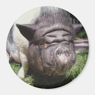 Pot Bellied Pig Magnet