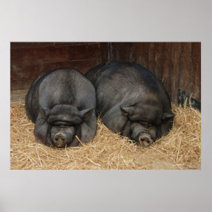 Pot Bellied Schweine Riesiges Poster Print