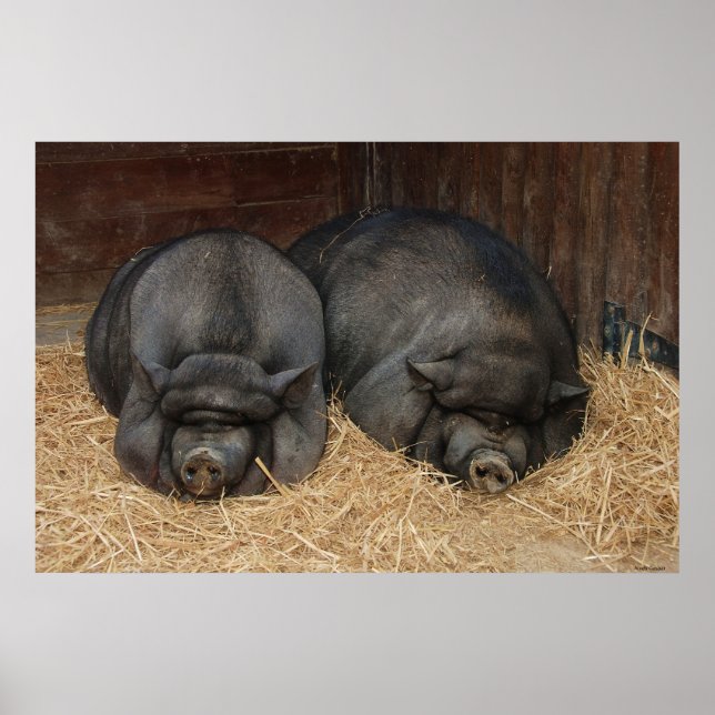 Pot Bellied Schweine Riesiges Poster Print (Vorne)