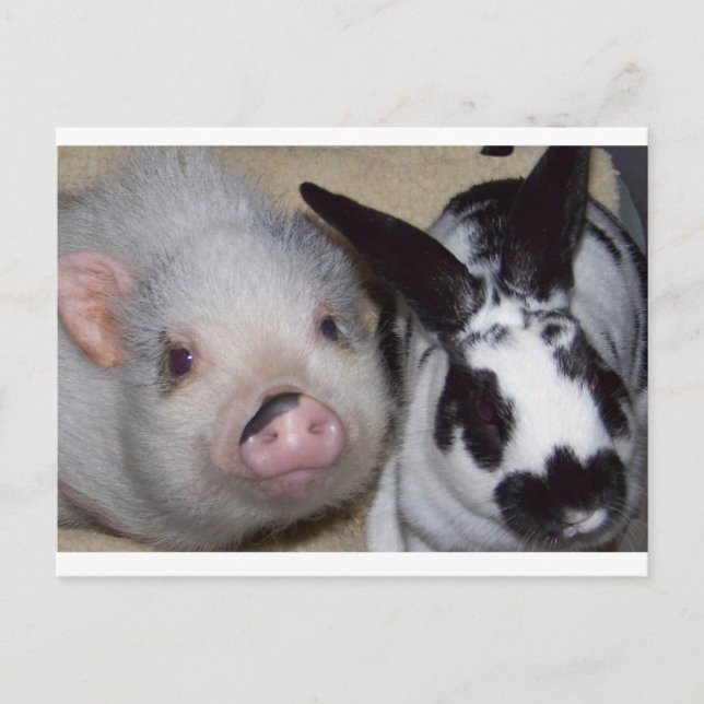 Potbelly Pig & Friend Postkarte (Vorderseite)