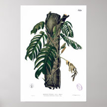 POTHOS? PINATA Botanisches tropisches Leaf-Poster