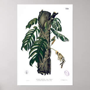 POTHOS? PINATA Botanisches tropisches Leaf-Poster Poster