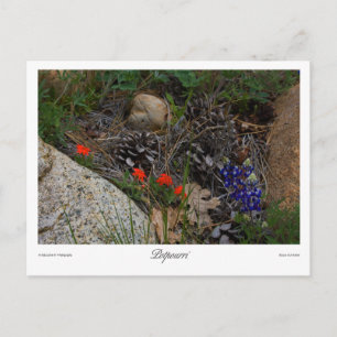 Potpourri Print Postkarte