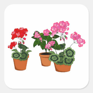 Pots of Geraniums Quadratischer Aufkleber