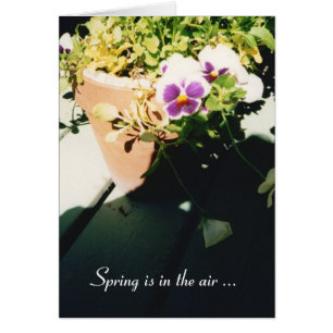 Potted Spring Stiefmütterchen