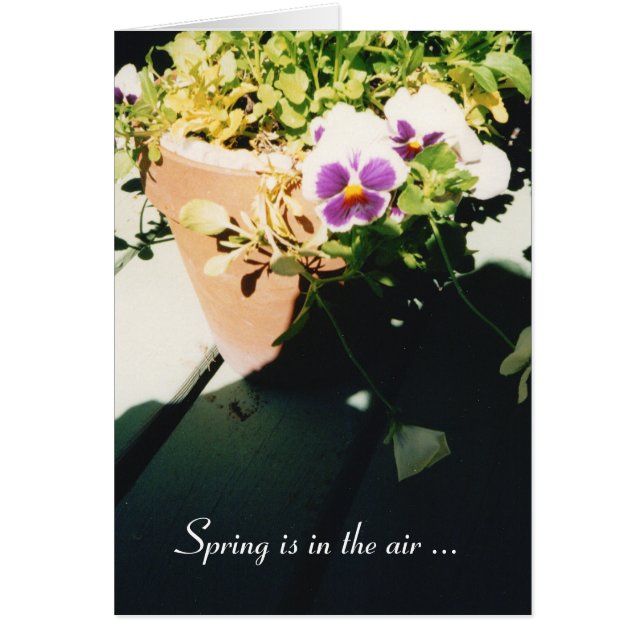 Potted Spring Stiefmütterchen (Vorne)