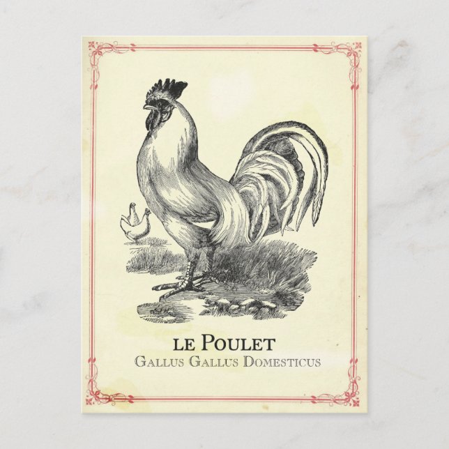 Poulet Chicken Postkarte (Vorderseite)