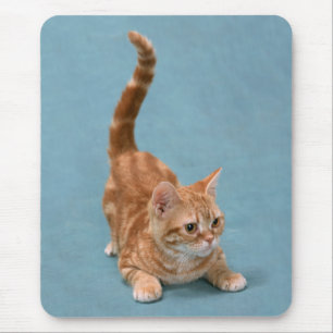 Pouncing Kitten Mousepad