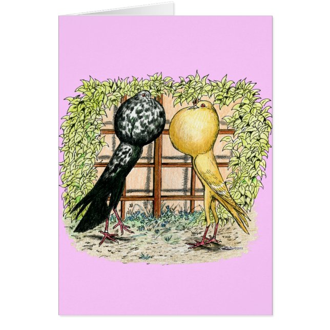 Pouter: Brunners (Vorne)