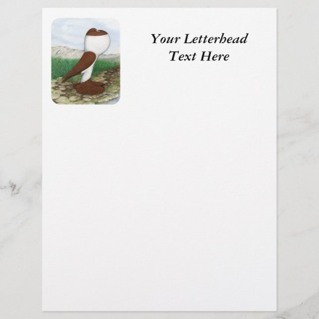 Pouter Pigeon Red Hana (Vorderseite)