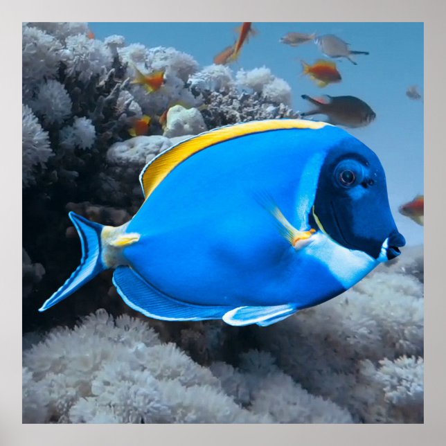 Powder Blue Tang Poster (Vorne)