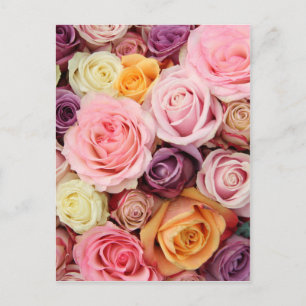 Powder colored roses by Therosegarden Postkarte
