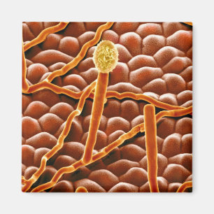 Powdery Mildew Fungus on Poinsettia Magnet