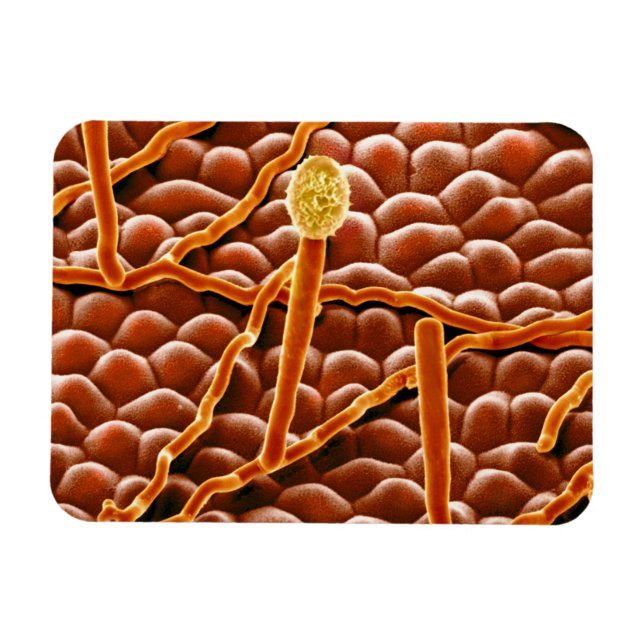 Powdery Mildew Fungus on Poinsettia Magnet (Horizontal)