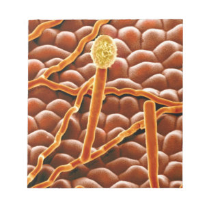 Powdery Mildew Fungus on Poinsettia Notizblock