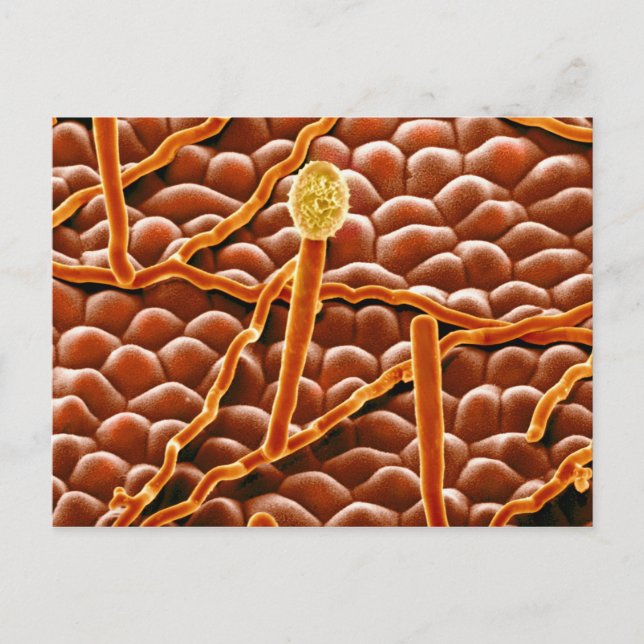 Powdery Mildew Fungus on Poinsettia Postkarte (Vorderseite)