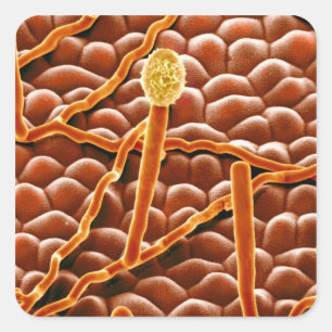 Powdery Mildew Fungus on Poinsettia Quadratischer Aufkleber