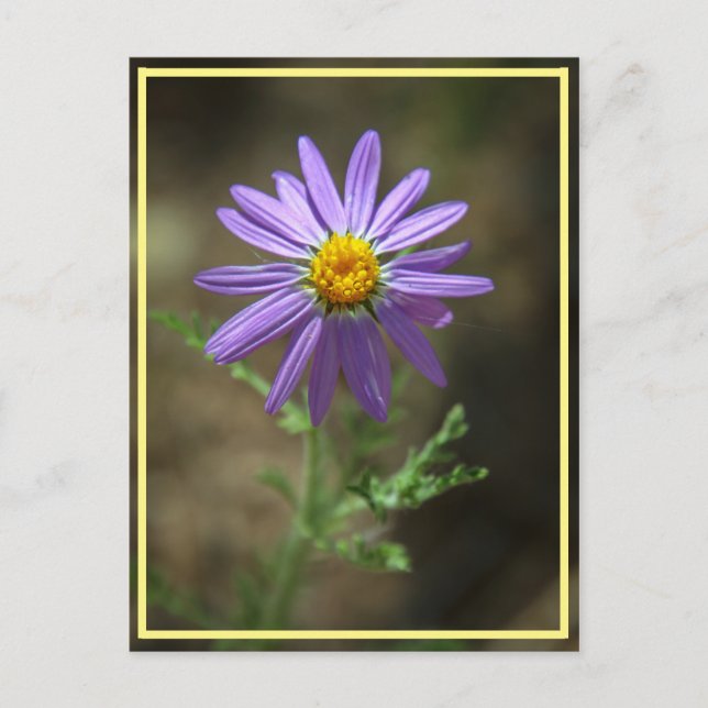 Power lila Blume Postkarte (Vorderseite)