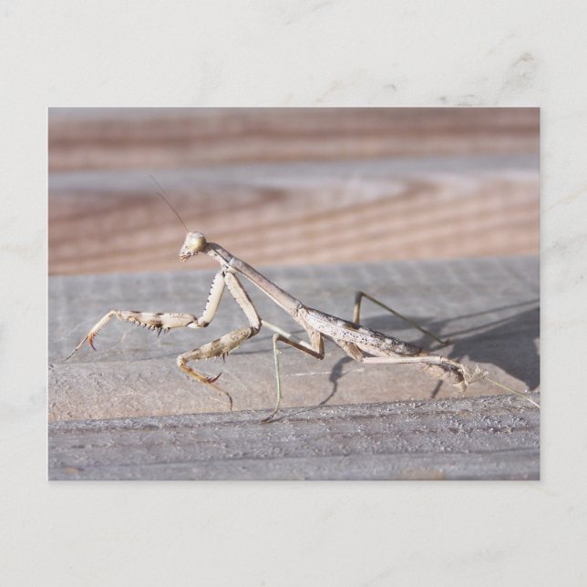 Prachen Mantis Postkarte (Vorderseite)