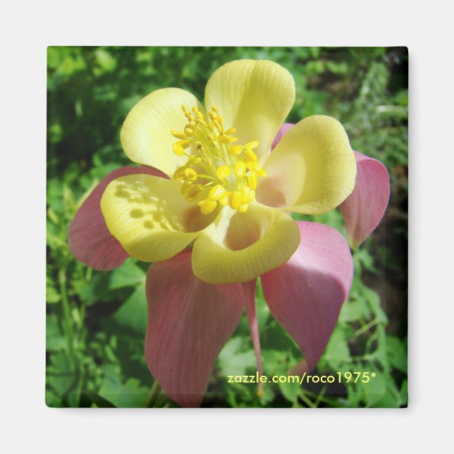 Pracht Magnet (Vorne)