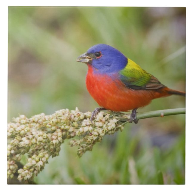 Prachteichstatt (Passerina ciris) Männchen bei der Fliese (Vorderseite)