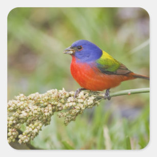 Prachteinkling (Passerina ciris) Männchen beim Fre Quadratischer Aufkleber
