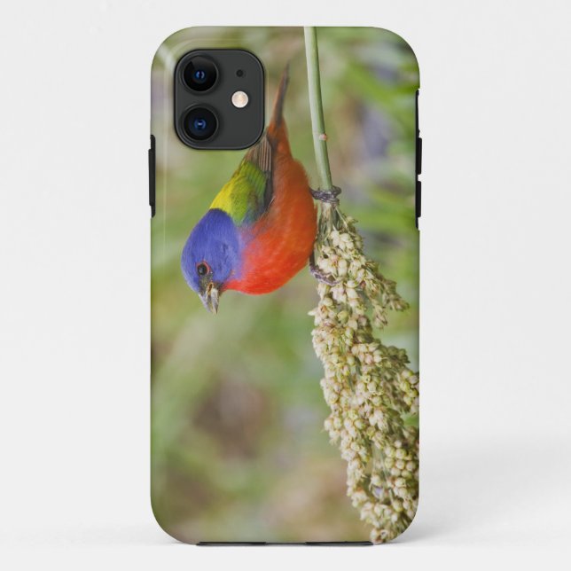 Prachteinsänger (Passerina ciris) Männchen bei der Case-Mate iPhone Hülle (Rückseite)