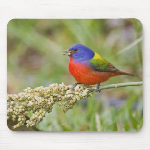 Prachteinsänger (Passerina ciris) Männchen bei der Mousepad
