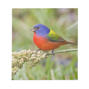 Prachteinsänger (Passerina ciris) Männchen bei der Notizblock