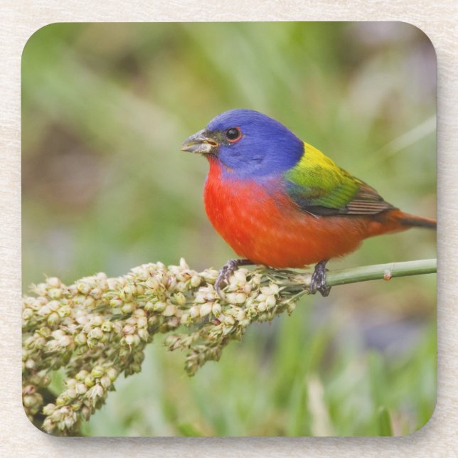 Prachteinsänger (Passerina ciris) Männchen bei der Untersetzer (Vorderseite)