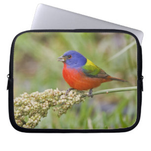 Prachteinsänger (Passerina ciris) Männchen beim Fr Laptopschutzhülle