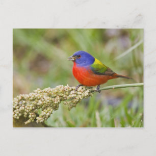 Prachteinsänger (Passerina ciris) Männchen beim Fr Postkarte