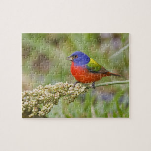 Prachteinsänger (Passerina ciris) Männchen beim Fr Puzzle
