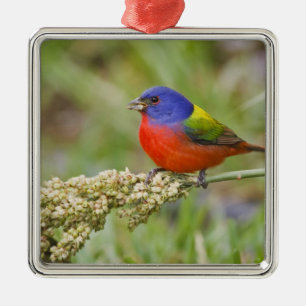 Prachteinsänger (Passerina ciris) Männchen beim Fr Silbernes Ornament