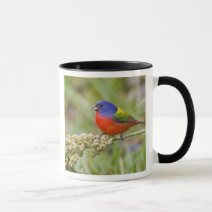 Prachteinsänger (Passerina ciris) Männchen beim Fr Tasse