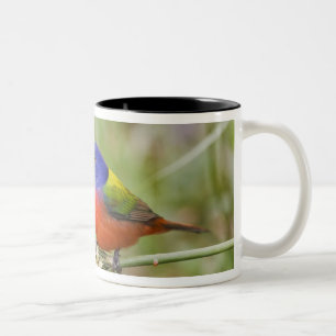 Prachteinsänger (Passerina ciris) Männchen beim Fr Zweifarbige Tasse
