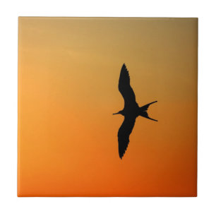 Prachtfregattvogel fliegt orangefarbenes Sonnenunt Fliese