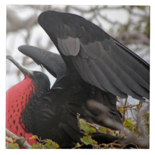 Prachtfregattvogel Fliese