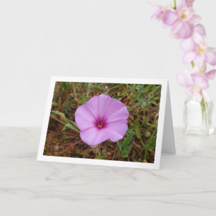 Prächtige Trichterwinde, Wilde Malve Wildblume Karte