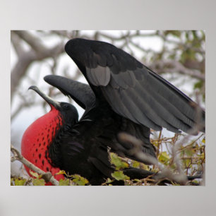 Prächtiger Fregattvogel Poster