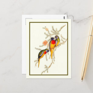 Prächtiger Grassittich, Vintage Postkarte