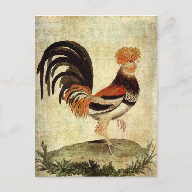 Prachtiger Hahn Postkarte (Vorderseite)